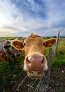 Close up of a cow on a farm on the South Downs Way near Firle Beacon and Newhaven Royalty Free Stock Photo