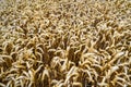 A field of wheat blowing in the wind.  Motion blur as the golden wheat is moving Royalty Free Stock Photo