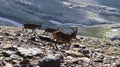 South eastern Ibex - Sierra Nevada