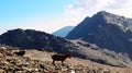 South eastern Ibex - Sierra Nevada