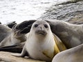 South Elephant Seal, Mirounga leonina, Souders Island, Falkland - Malvinas