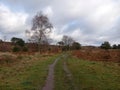 Vehicle Trail at Conford Heath Nature Reserve in Dorset England Royalty Free Stock Photo