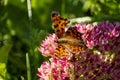 The Aglais Urticae (Urticaria) On The Sedum In Sun Light