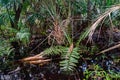 South Fl. Swamp lands Royalty Free Stock Photo