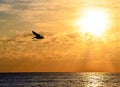 Pelican Flies Over the Boca Beach Just After Sunrise Royalty Free Stock Photo