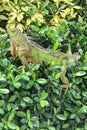 South Florida Iguana Sits Perched In Green Folidage Of Bush Royalty Free Stock Photo