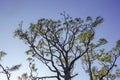 twisted pine tree branches in Florida Royalty Free Stock Photo