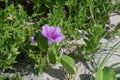 South Florida railroad vine pink dune flower on the beach with tropical green foliage