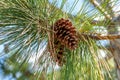 South Florida slash pine Pinus elliottii densa cones closeup - Pine Island Ridge Natural Area, Davie, Florida, USA