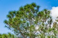 South Florida slash pine Pinus elliottii densa covered in pine cones - Tree Tops Park, Davie, Florida, USA