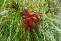 South Florida slash pine Pinus elliottii densa male pollen cones closeup - Pine Island Ridge Natural Area, Davie, Florida, USA