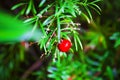 Tiny Red Berry Hanging from a Branch with a Blurred Background