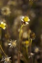 White Wildflower Bunch with a Blurred Background