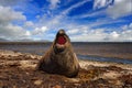 South Georgia in Atlantic Ocean. Elephant seal lying in water pond, dark blue sky, Falkland Islands. Seal with open muzzle. Angry