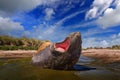 South Georgia in Atlantic Ocean. Elephant seal lying in water pond, dark blue sky, Falkland Islands. Seal with open muzzle. Angry