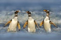 South Georgia in Atlantic Ocean. Gentoo penguin jumps out of the blue water after swimming through the ocean in Falkland Island, Royalty Free Stock Photo