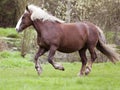 South german draft horse gallop free in meadow