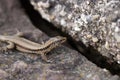 Brown lizard with stripe sitting on stone Royalty Free Stock Photo