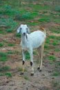 South india beautiful white goat in the field Royalty Free Stock Photo