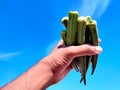 South Indian male hands holding a bunch of okras Royalty Free Stock Photo