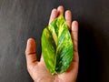 South Indian man holding one money plant leaf in his left hand. Royalty Free Stock Photo