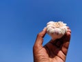 South Indian young man holding one big size garlic Royalty Free Stock Photo