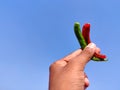 South Indian young man holding one red chilli Royalty Free Stock Photo