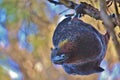 South Island Kaka Endemic Parrot of New Zealand