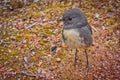 South Island Robin in Nelson lakes National park in NZ