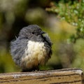 South island robin, toutouwai, protected endemic species of New Zealand Royalty Free Stock Photo