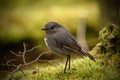 South Island robinPetroica australis Glenorchy queenstown south island new zealand Royalty Free Stock Photo