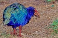 The takahÃâ Porphyrio hochstetteri,