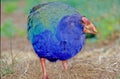 The takahÃâ Porphyrio hochstetteri,