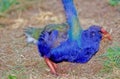 The takahÃâ Porphyrio hochstetteri,