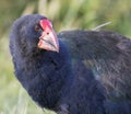 South Island Takahe, Porphyrio hochstetteri Royalty Free Stock Photo