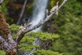 South Island Tomtit