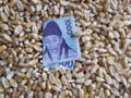 South Korea, maize consuming country, heap of corn grains and south korean banknote of 1000 won