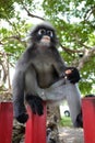 South Langur or Dusky leaf monkey is residents in Thailand Royalty Free Stock Photo