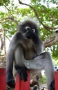 South Langur or Dusky leaf monkey is residents in Thailand Royalty Free Stock Photo