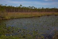 South Louisiana marsh wetlands with a pond of aquatic waterlily plants Royalty Free Stock Photo