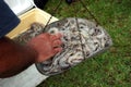 South Louisiana Shrimp being weighed before Selling.