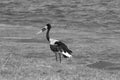 South Luanga National Park: Saddle-billed Stork. Ephippiorhynchus senegalensis Royalty Free Stock Photo