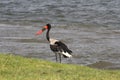 South Luanga National Park: Saddle-billed Stork. Ephippiorhynchus senegalensis Royalty Free Stock Photo
