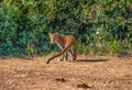 Leopard on the hunt - South Luangwa NP Zambia