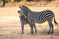 I love you, Ma - South Luangwa NP Zambia