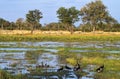 South luangwa river view