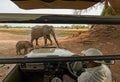 Mother and calf elephant standing close to a safari vehicle in south luangwa national park, zambia