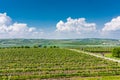 South Moravia, Czech republic: Vineyard fields on agriculture land. Countryside meadow, vineyard plant and beautiful landscape nea Royalty Free Stock Photo