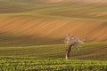 South Moravian fields, Czech Republic fields, moravian hills Royalty Free Stock Photo