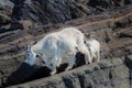 South of Muir PointMountain Goat mom followed by kid on cliffs of Glacier BayÃ¯Â¼Å Alaska